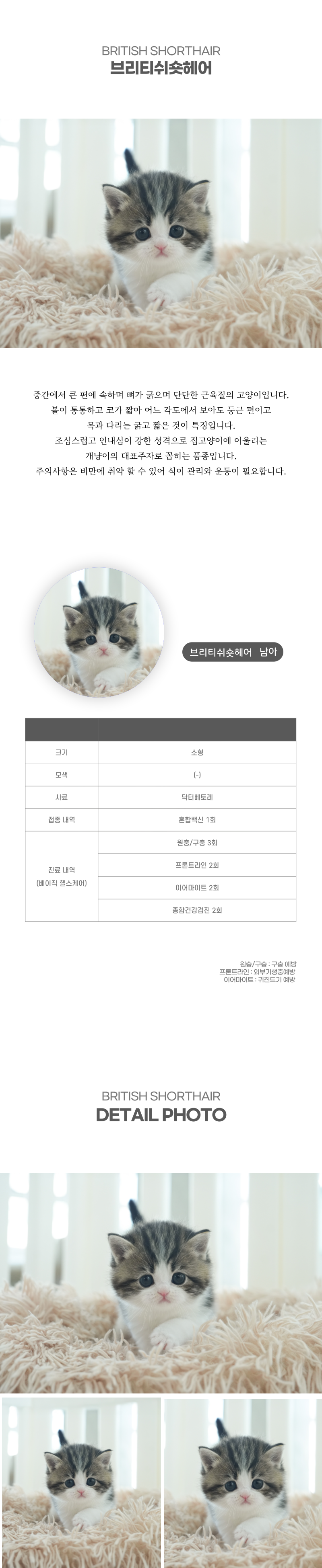 브리티쉬숏헤어_상세이미지_2